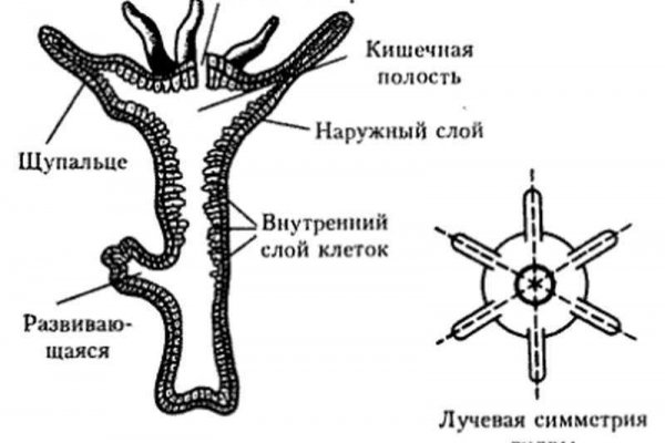 Kraken 12at зеркало