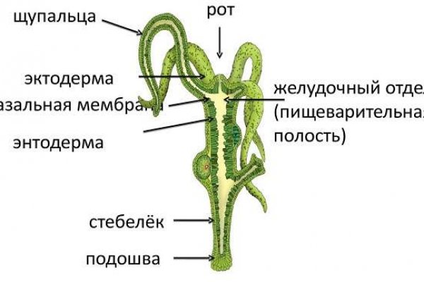 Кракена точка нет