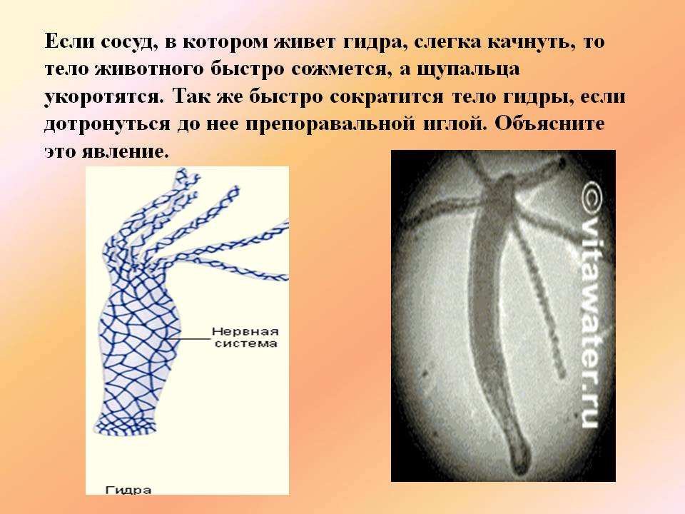 Ссылка на кракен тор браузер